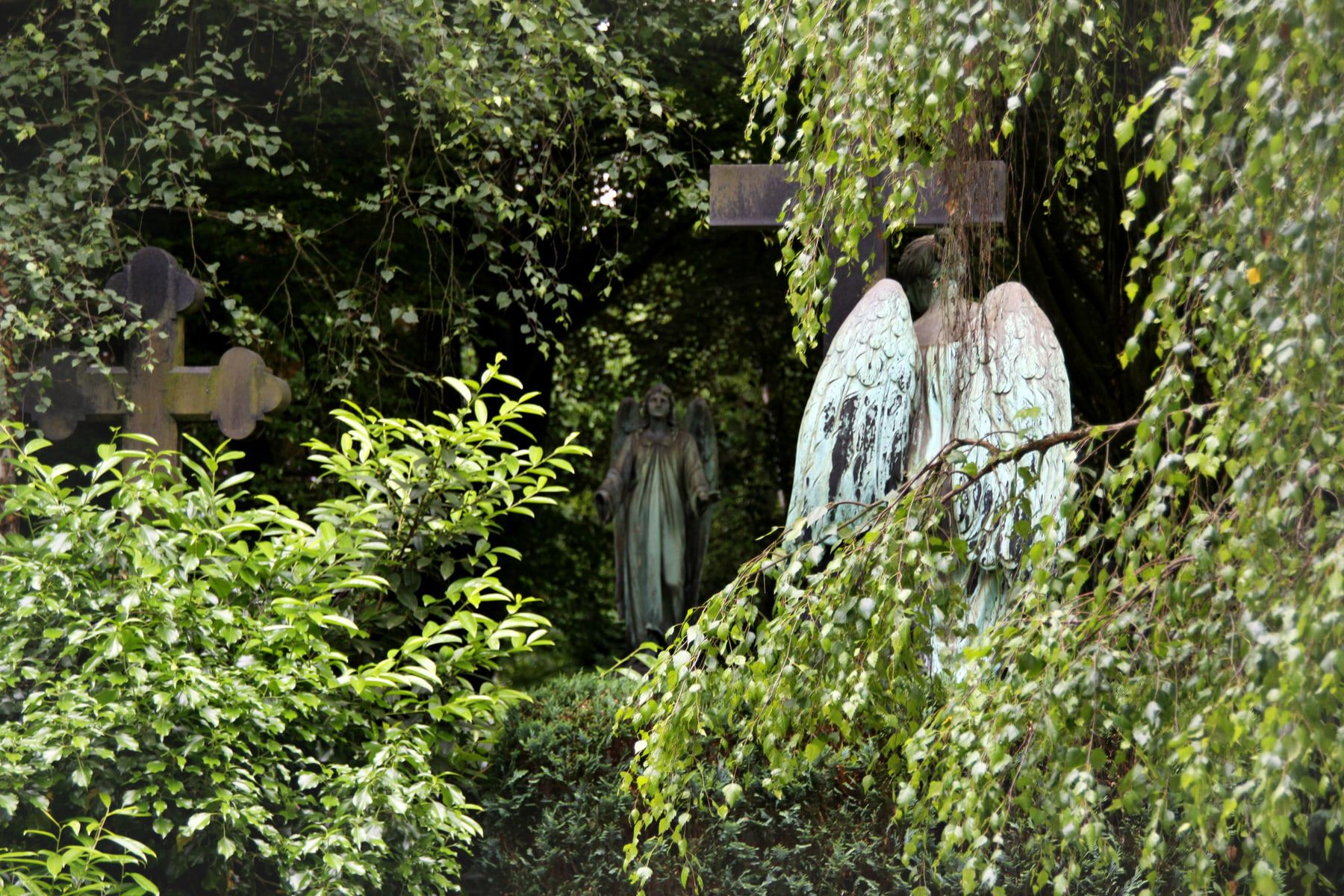 Patinierte Engelsfiguren zwischen dunklen Grabkreuzen, dichtem Grün und herabhängenden Birkenzweigen auf Melaten-Friedhof