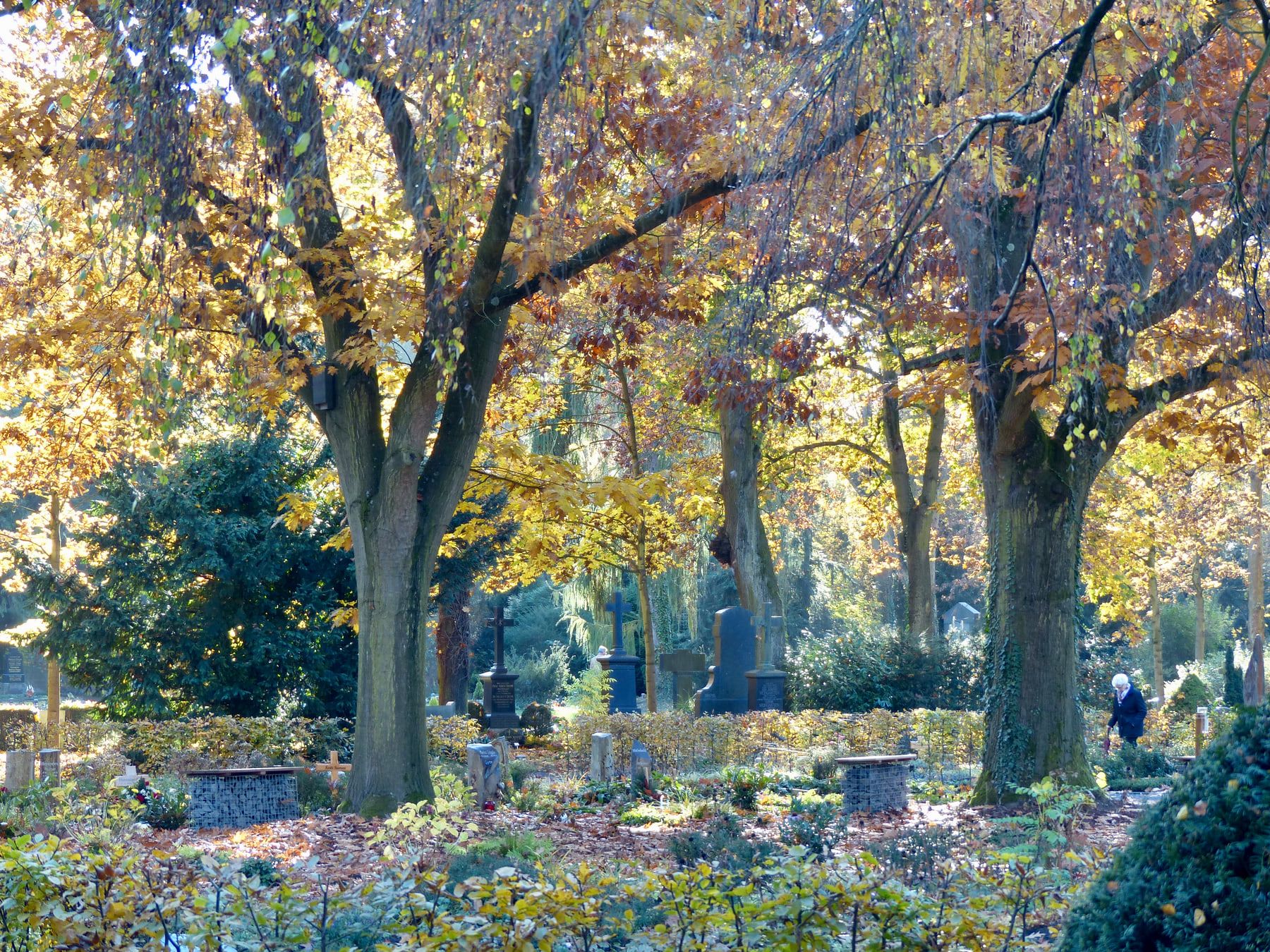 Herbstliche Grabfelder unter mächtigen Laubbäumen mit goldbraunen Kronen, dunklen Grabkreuzen und niedrigen Hecken auf Melaten-Friedhof